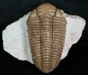 Nice Pliomera Fischeri Trilobite #6452-5